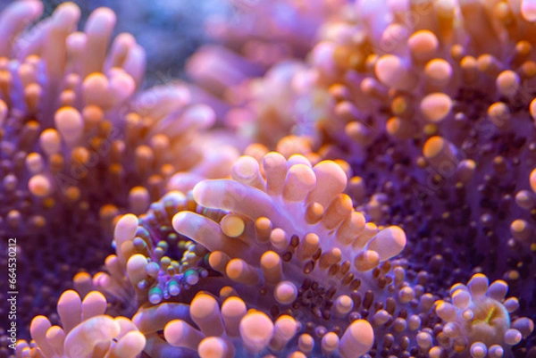 Fototapeta wunderschönes Farbspiel einer Scheibenanemone