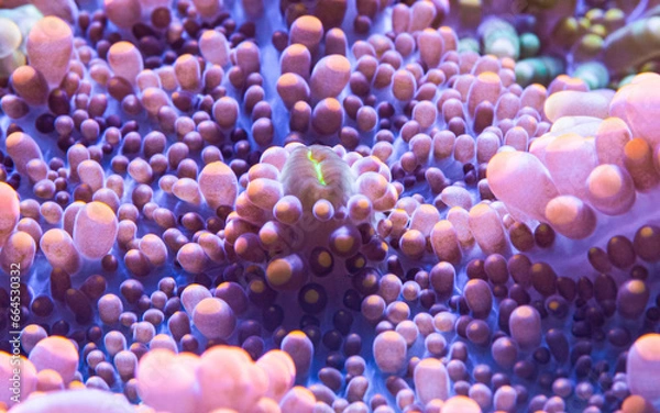 Fototapeta wunderschönes Farbspiel einer Scheibenanemone