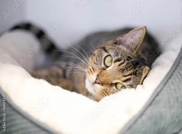 Obraz A tabby shorthair cat lying down in a comfortable pet bed and looking at the camera
