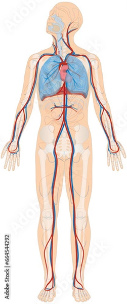 Obraz Grafik der Anatomie des Menschen - Atmungsorgane, Skelett und Blutgefäße Blutgefäßsystem mit Herz - Lungenkreislauf bzw. kleiner Blutkreislauf