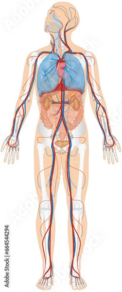 Obraz Grafik der Anatomie des Menschen - Verdauungsorgane, Atmungsorgane, Skelett und Blutgefäße Blutgefäßsystem mit Herz - Lungenkreislauf und Körperkreislauf