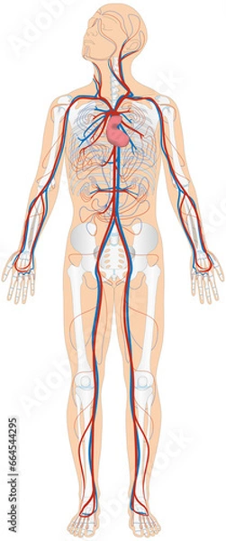 Obraz Grafik der Anatomie des Menschen - Skelett und Blutgefäße Blutgefäßsystem mit Herz - Lungenkreislauf und Körperkreislauf