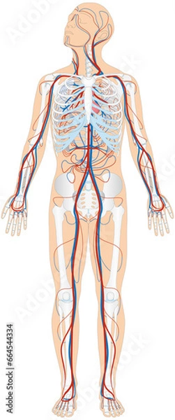 Obraz Grafik der Anatomie des Menschen - Skelett und Blutgefäße Blutgefäßsystem mit Herz - Lungenkreislauf und Körperkreislauf