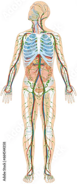 Obraz Grafik der Anatomie des Menschen - Verdauungsorgane, Atmungsorgane, Lymphsystem, Skelett und Blutgefäße Blutgefäßsystem mit Herz - Lungenkreislauf und Körperkreislauf