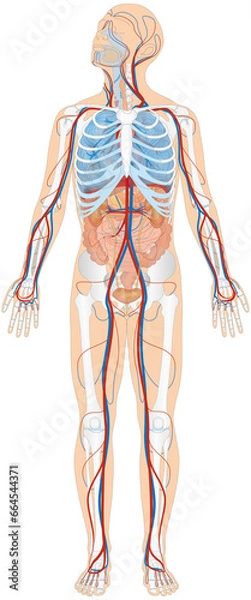Obraz Grafik der Anatomie des Menschen - Verdauungsorgane, Atmungsorgane, Skelett und Blutgefäße Blutgefäßsystem mit Herz - Lungenkreislauf und Körperkreislauf