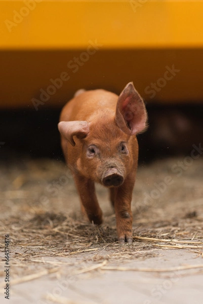 Fototapeta Braunes Ferkel