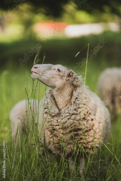 Fototapeta Grinsendes Schaf