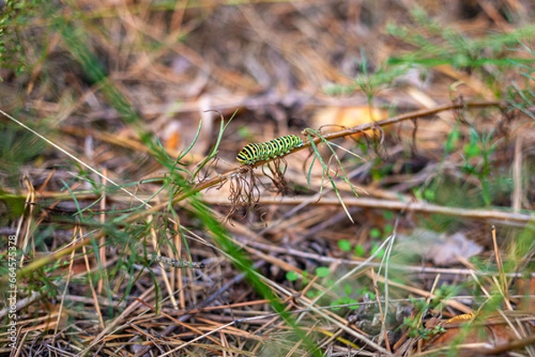 Fototapeta A Black Swallowtail Caterpillar crawls along a plant stem among the grass in the forest. Papilio polyxenes. Black Swallowtail Butterfly. American Swallowtail. Parsnip Swallowtail.