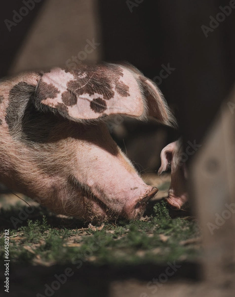 Fototapeta Schweinemutter mit Ferkel