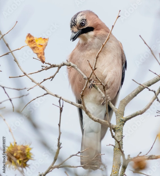 Fototapeta Eichelhäher im Baum