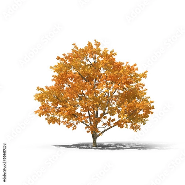 Obraz Autumn fall tree