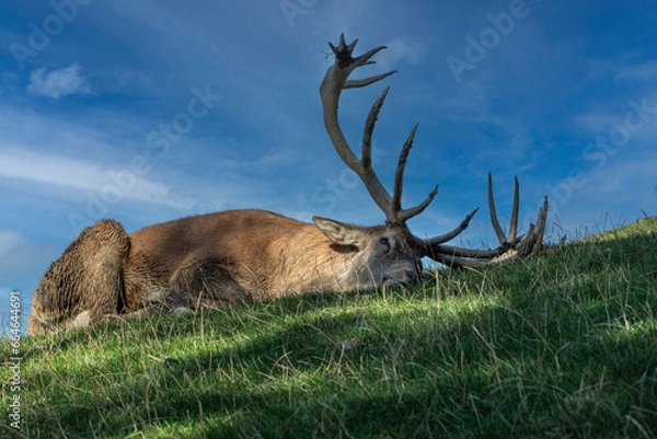 Obraz Schlafender Hirsch nach der Brunft
