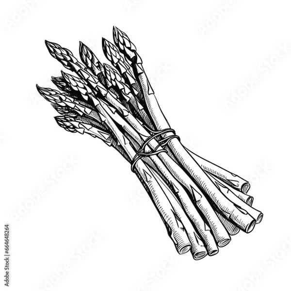 Obraz Hand Drawn Sketch Asparagus Illustration

