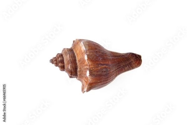 Fototapeta sea shell