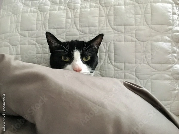 Obraz Tuxedo cat in bed