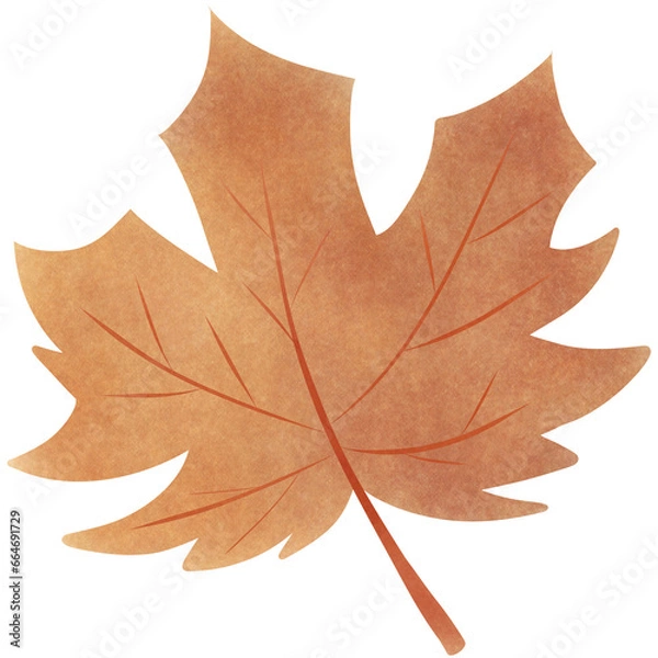 Fototapeta autumn maple leaf