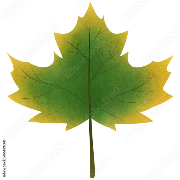 Fototapeta Green maple 