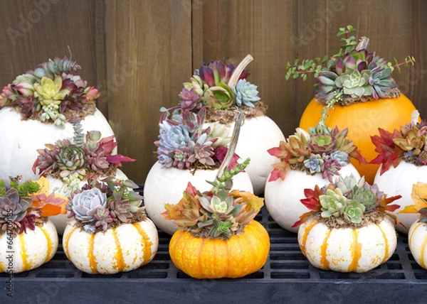 Fototapeta Miniature pumpkins decorated with succulents and cactus plants on metal grating surface, wood fence in background.