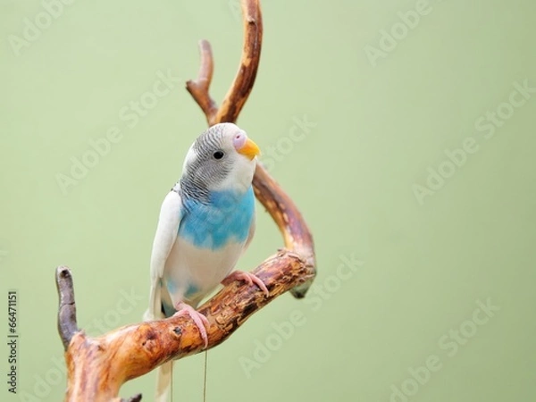 Obraz budgie
