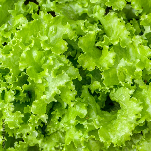 Obraz Green letucce