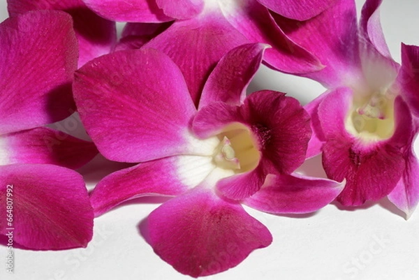 Fototapeta Purple orchid flower phalaenopsis, phalaenopsis or falah on a white background. 