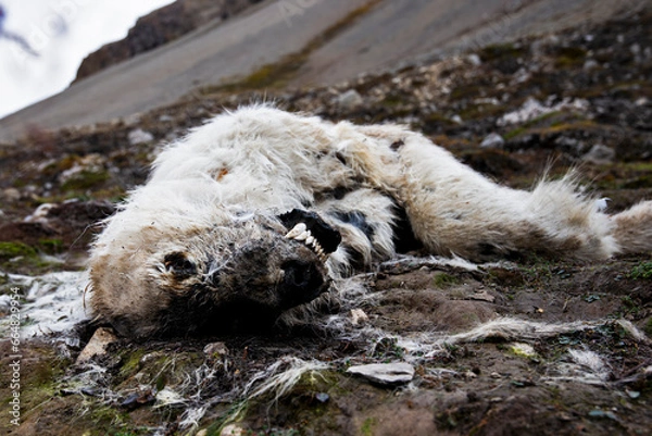 Obraz  dead polar bear 