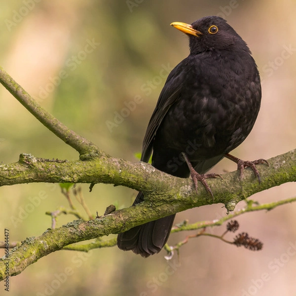 Obraz blackbird on a branch