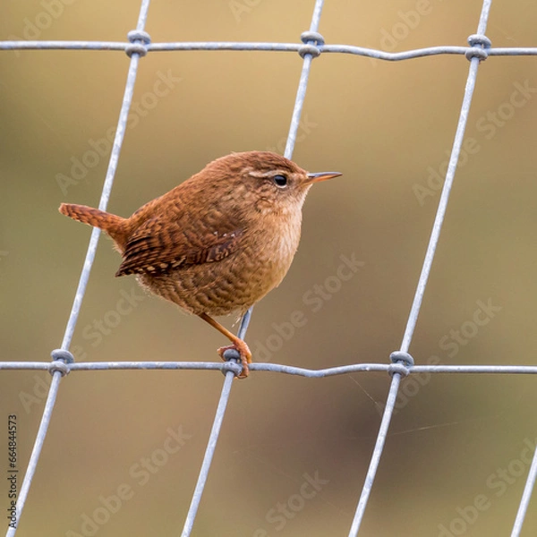 Obraz Wren on a wire
