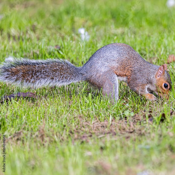 Obraz squirrel in the park