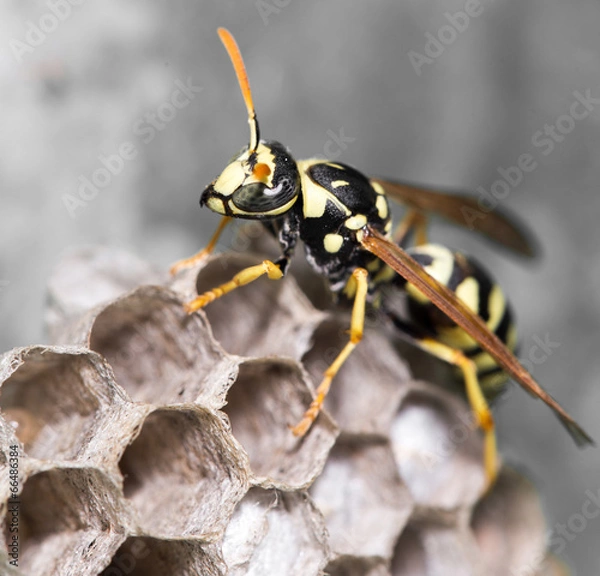 Obraz Wasp Nest with Pupae