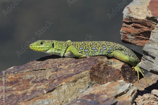 Obraz Lézard ocellé - Timon lepidus