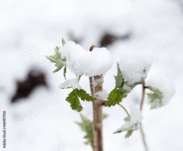 Obraz snow on the leaves raspberries