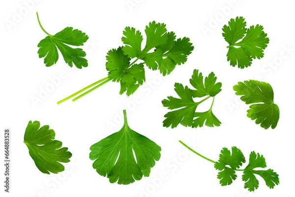 Fototapeta Set of coriander or parsley leaves isolated on white background with png.