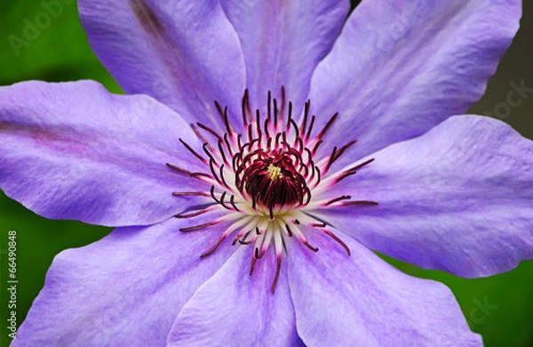 Obraz The clematis flower closeup