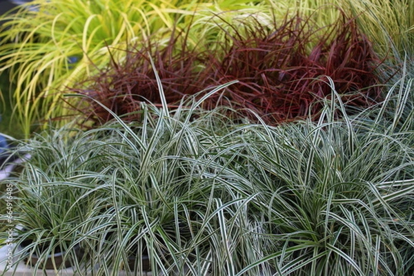 Obraz Japan-Gold-Segge