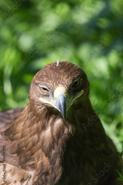 Obraz bird hawk nature