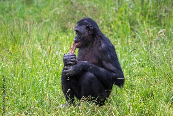 Fototapeta Singe bonobo assis dans l'herbe, de profil