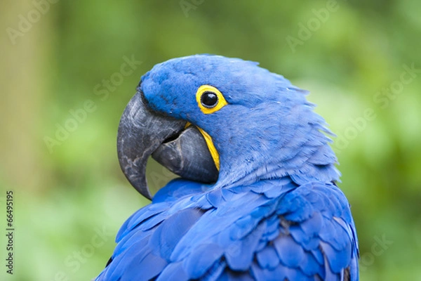 Fototapeta Ara hyacinth