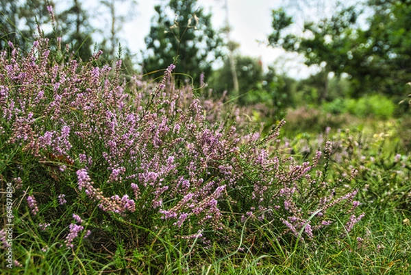 Obraz Amrumer Heider