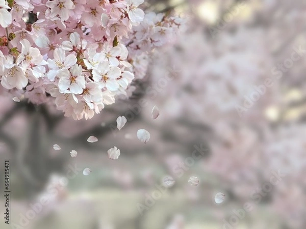 Obraz 満開の桜の写真