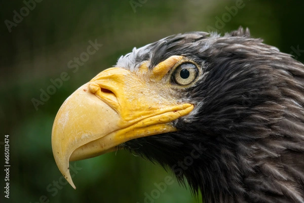 Obraz The Bald Eagle (Haliaeetus leucocephalus) portrait