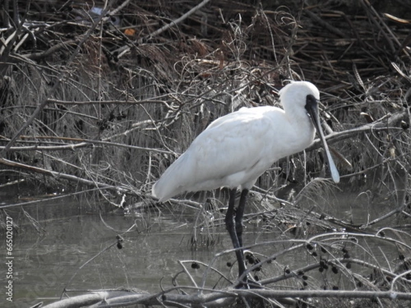 Fototapeta クロツラヘラサギ