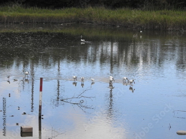 Obraz クロツラヘラサギ