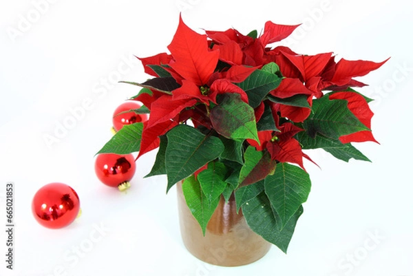 Fototapeta Weihnachtsstern