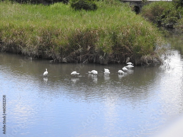 Fototapeta クロツラヘラサギ