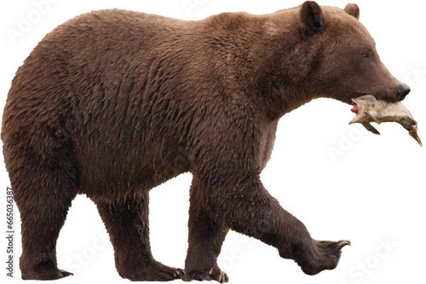 Obraz Alaskan brown bear with salmon PNG, transparent background