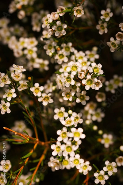 Obraz The brightly colored flowers of the season bloom in the garden in the beautiful sunshine.