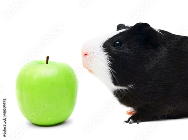 Fototapeta Guinea pig .