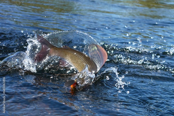Fototapeta Hooked grayling jumping and fighting in an Arctic river caught with spinner lure by fisherman in Lapland in Sweden in Kiruna in August 2021.