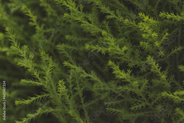 Obraz Close-up of a succulent green moss plant growing in a moist area.